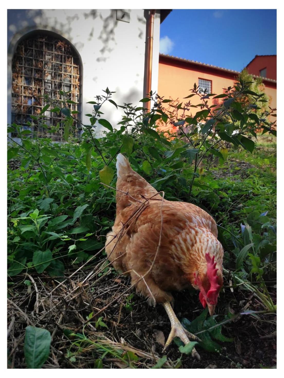 Agriturismo Villa Sardini Lucca Dış mekan fotoğraf